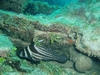 Spotted Drum - Roatan, Honduras Jan `07