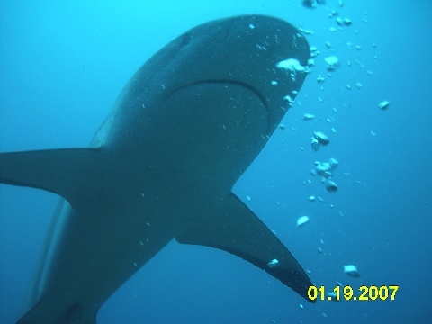 Shark Excursion - Roatan, Honduras Jan `07