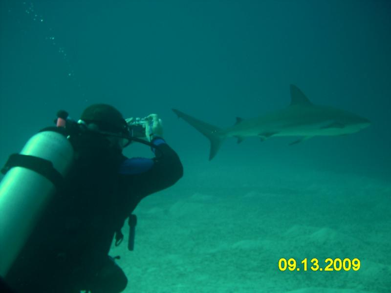Shark! Nassau