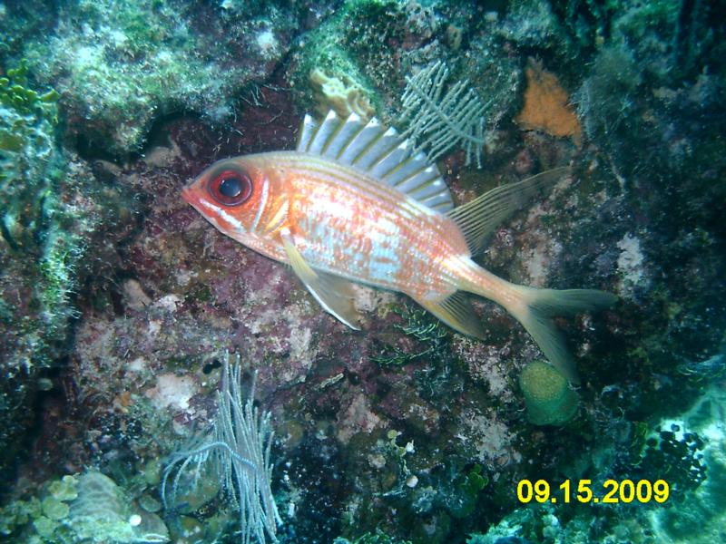 Squirrelfish. Nassau