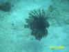 Lionfish. Nassau