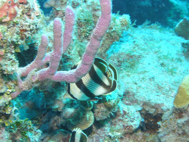 Banded Butterflyfish