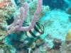 Banded Butterflyfish