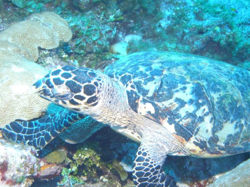 Hawkbill Turtle, Litte Cayman