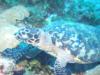 Hawkbill Turtle, Litte Cayman