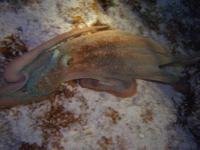 Octopus, Little Cayman Sept 2009