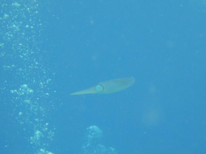 Squid Bonaire 2011