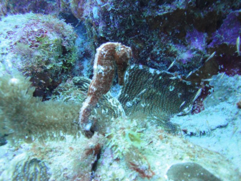 Seahorse - Bonaire Oct 2011