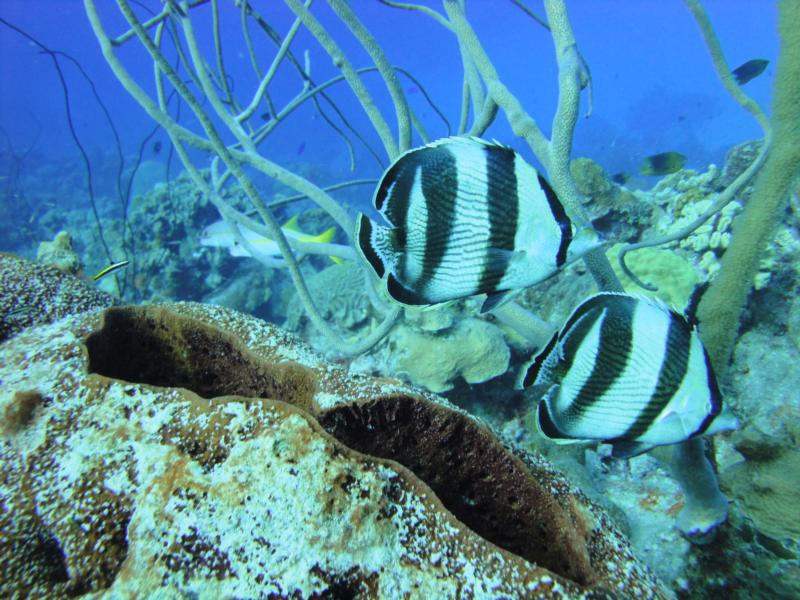 Banded Butterfly’s - Bonaire Oct 2011