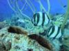 Banded Butterfly’s - Bonaire Oct 2011