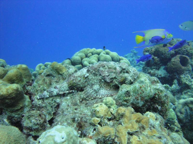 Scorpion fish - Bonaire Oct 2011