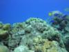 Scorpion fish - Bonaire Oct 2011