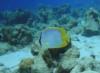 Spotfin Butterfly - Bonaire Oct 2011