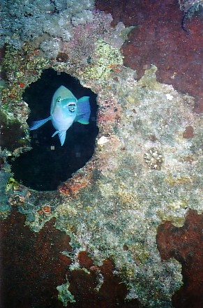 SS Thistlegorm Porthole