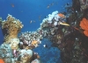 Coral and Lionfish