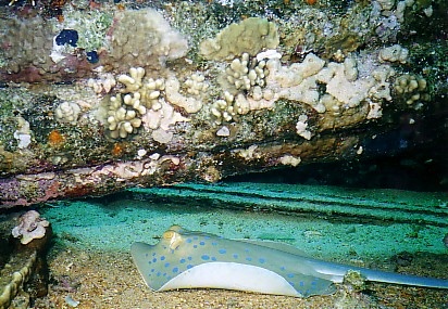 Ray under the Yolanda Wreckage