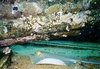 Ray under the Yolanda Wreckage