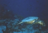 Sea Turtle at Shark Reef