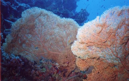 Sea Fans 