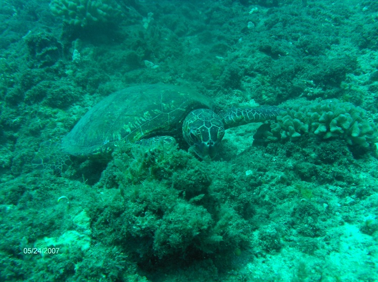 Turtle near Black Rock Dive Site, Oahu