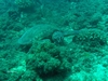 Turtle near Black Rock Dive Site, Oahu