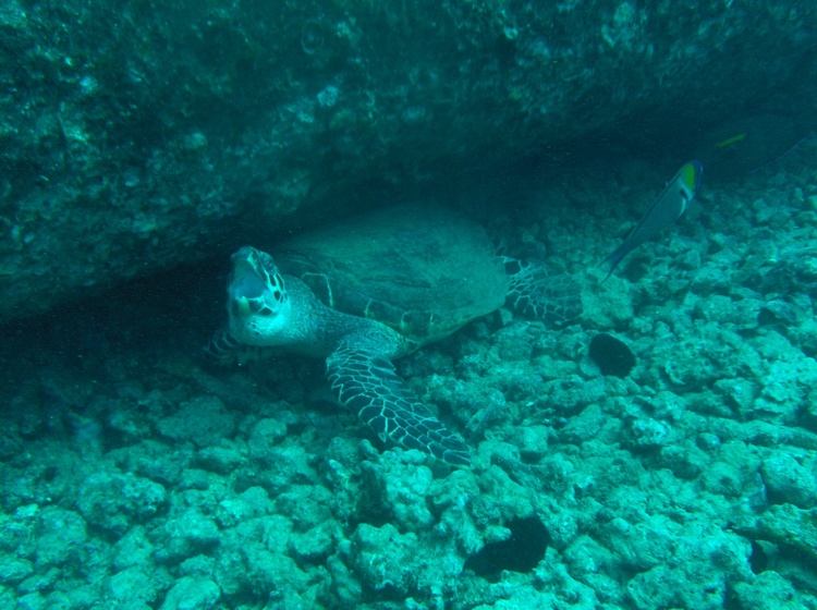 Turtle at the Pipe off of Waikiki