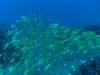 Fish on the Sea Tiger, Oahu