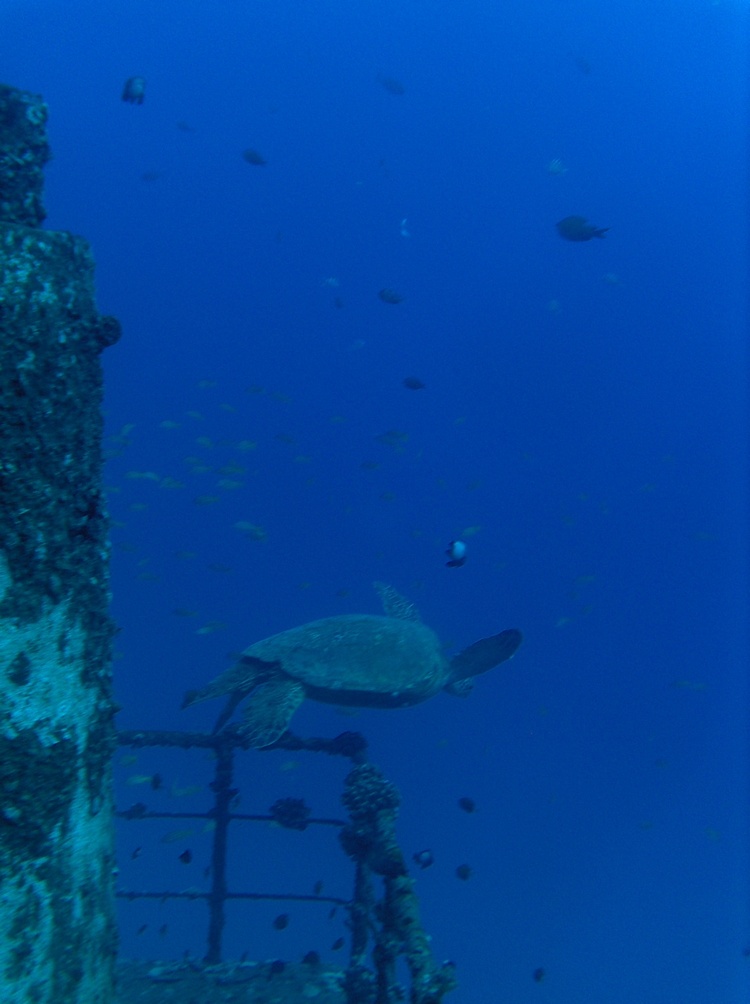 Sea  Turtle on the Sea Tiger