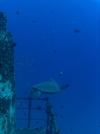 Sea  Turtle on the Sea Tiger