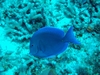 Little blue fish