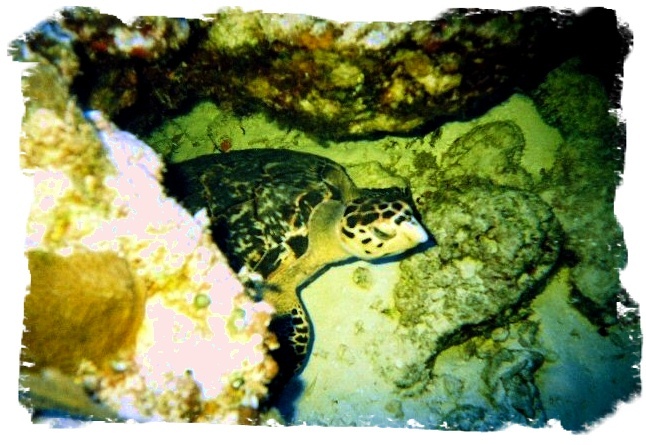 Sea Turtel