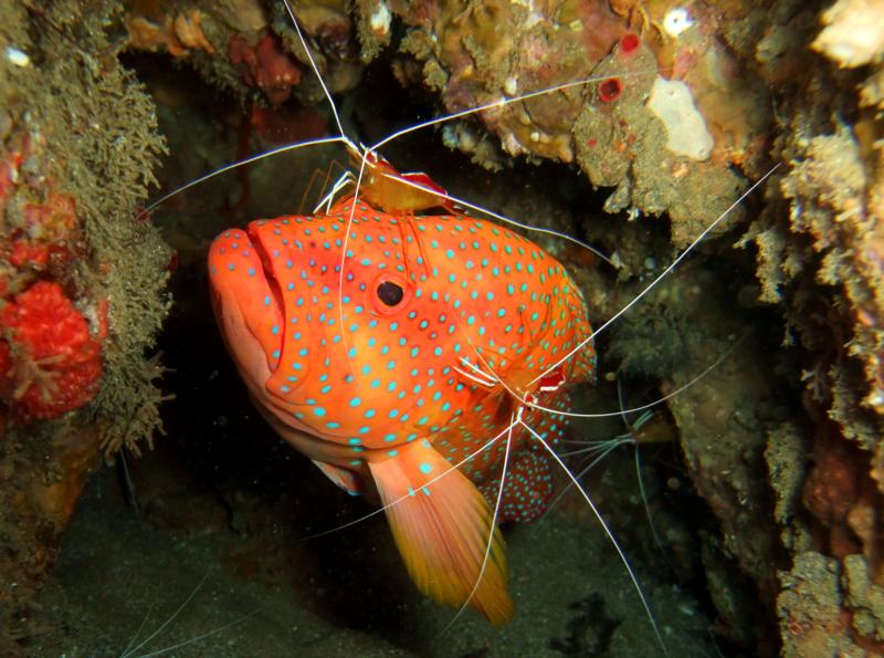 Sodwana Bay, Stringer Reef, South Africa