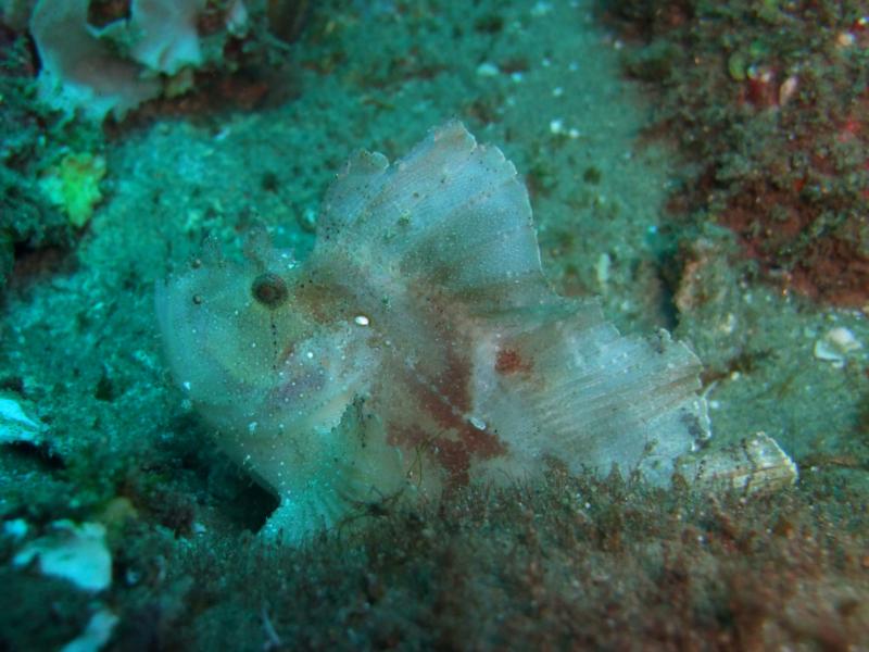 Paperfish, Sodwama Bay
