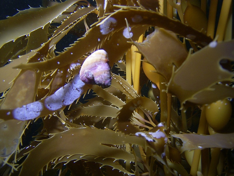 In the kelp