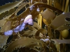 In the kelp