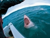 Open wide! Taken at Shark Dive, `05! Farralon Is. CA