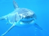 Say Cheese! Taken from Shark Dive, `05! 