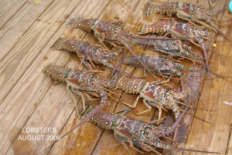 Lobsters 2006