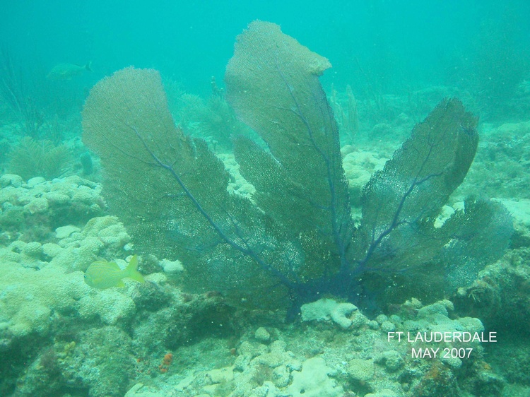 Sea Fan