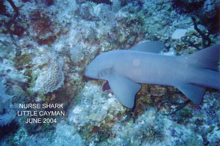 Nurse Shark in the Wall