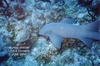 Nurse Shark in the Wall