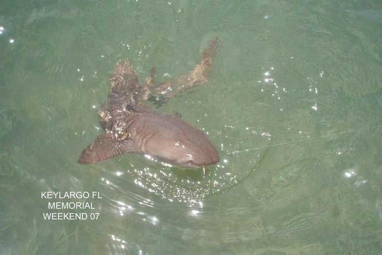 Baby Nurse Shark