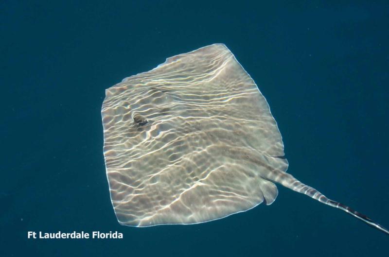 "RAY" My New Dive Buddy