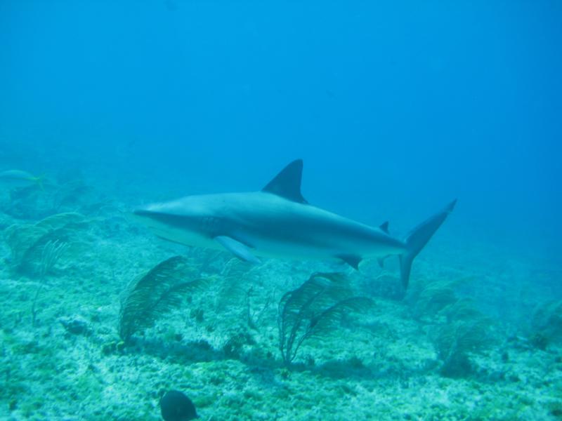 Bimini, Bull Shark