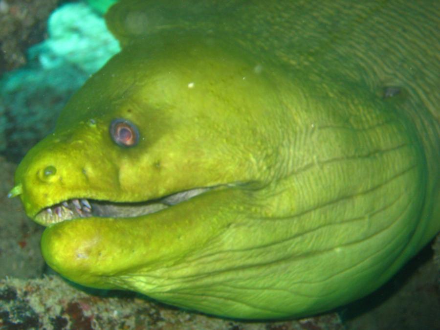 EEL