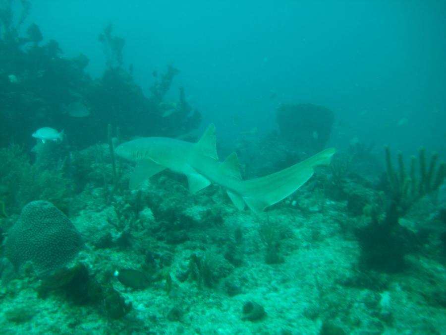 Nurse Shark