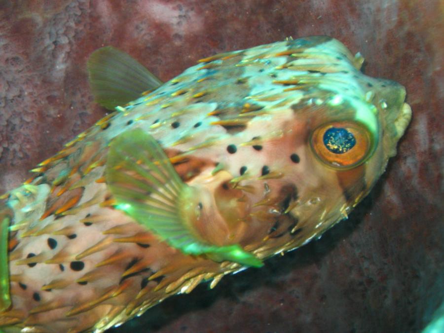 BalloonFish Eye Reflection