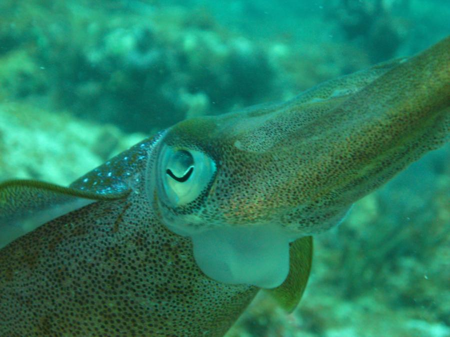 Squid Profiling