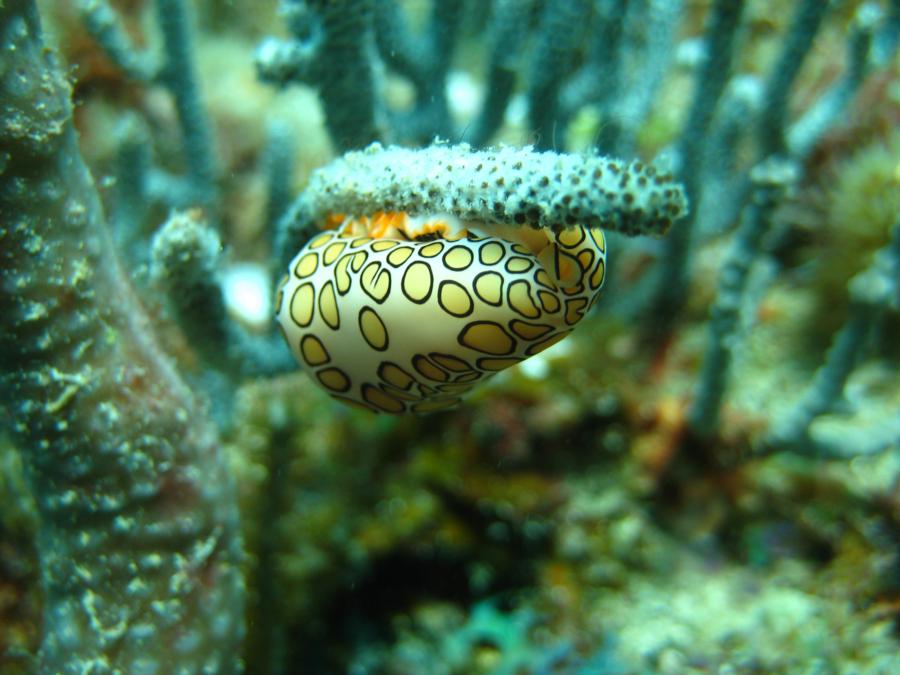 Flamingo Tongue