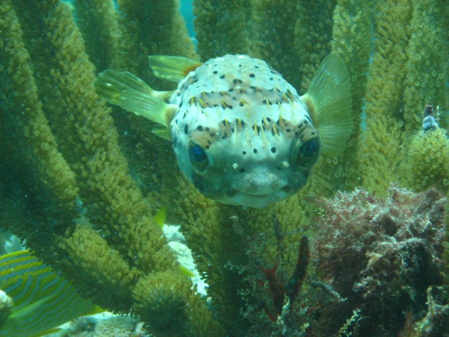 BalloonFish